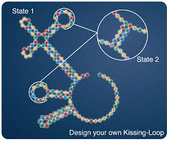 Gioca per imparare i segreti della vita. Per gli RNA coder